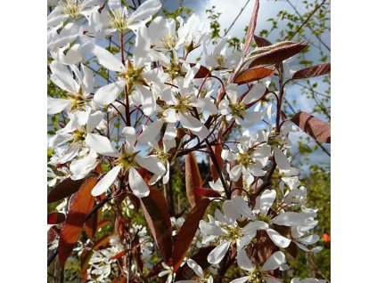 Amelanchier%20La%20Paloma%2001