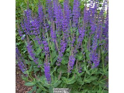 salvia mainacht1m1