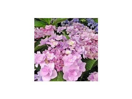 Hydrangea%20Forever02%20(2)