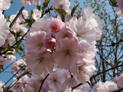 Prunus Accolade 03