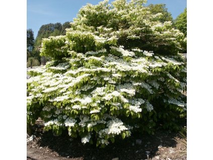 Viburnum%20plicatum%20Mariesii%2002