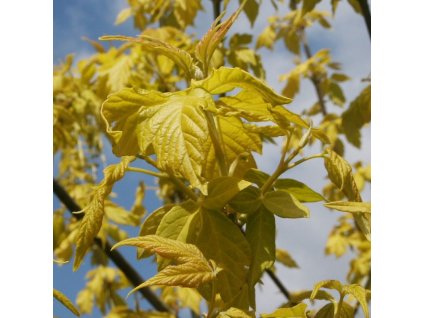 Acer%20negundo%20Kellys%20Gold