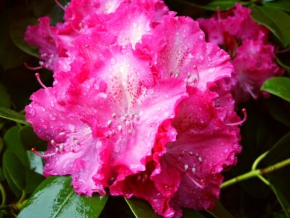 Rhododendron%20Germania%2004
