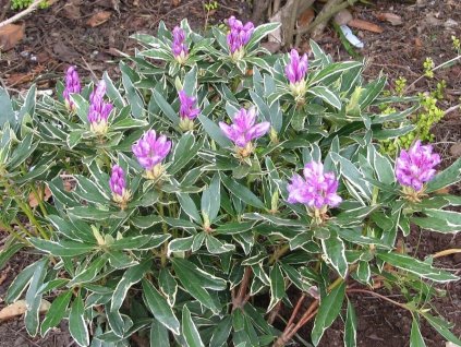 rhododendron ponticum variegatum