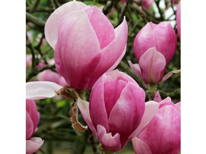 Magnolia Norbertii 01