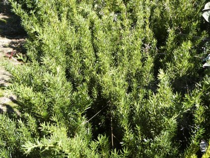 Taxus%20media%20Densiformis%2001