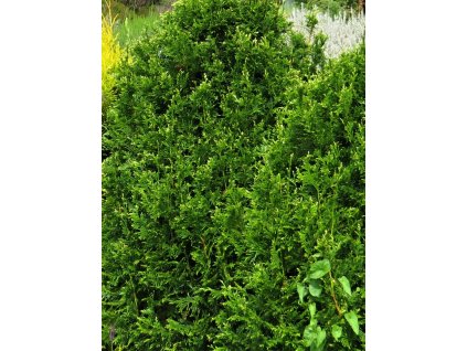 Thuja%20plicata%20Cancan%2001