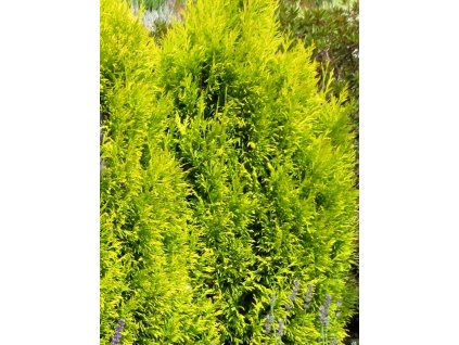 Thuja%20plicata%20Forevergold%2001