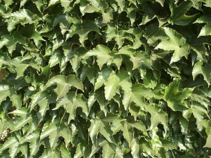 Parthenocisus%20tricuspidata