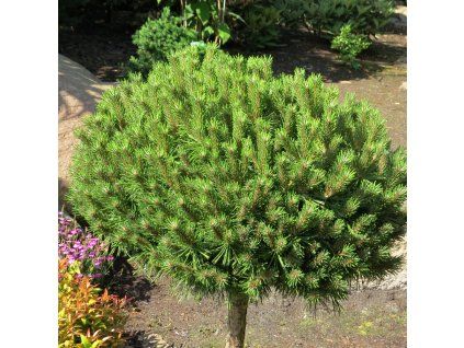 Pinus mugo Benjamin 01