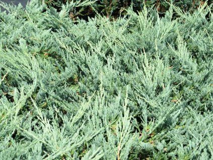 Juniperus%20horizontalis%20%20Blue%20Chip%2001
