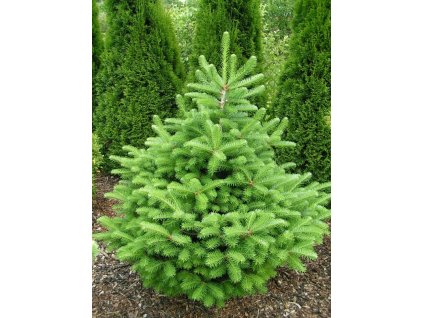 Abies koreana Discus