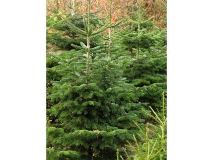 Abies%20nordmaniana%2001