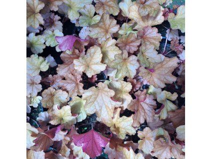 Heuchera Paprika01ctv
