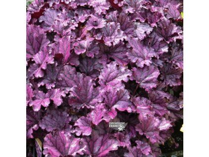 heuchera for.p1m1