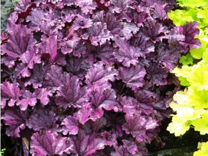 Heuchera%20Forever%20Purple%2002
