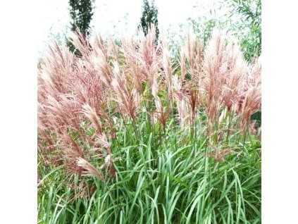 miscanthus david1m1