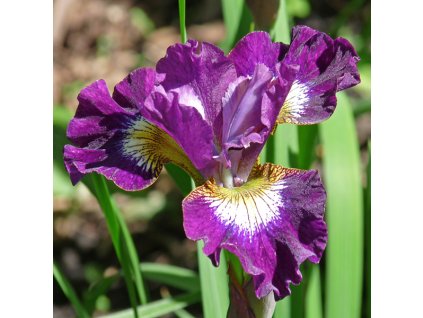 iris%20contrast%20in%20style