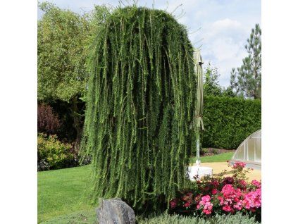 Larix decidua Puli 01