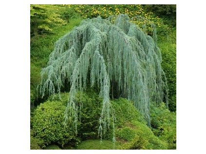 cedrus%20glauca%20pendula