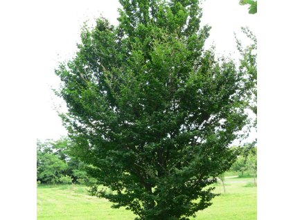 fagus%20cockleshell