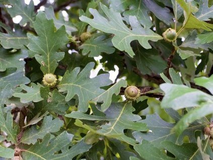 Quercus macrocarpa 02