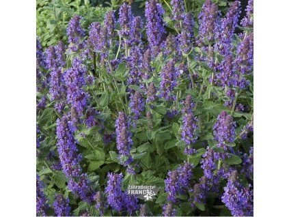 nepeta walker1m1