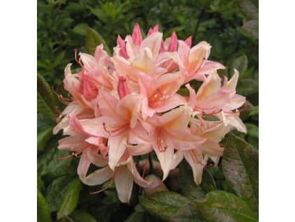 Rhododendron%20KH%20Channel02s