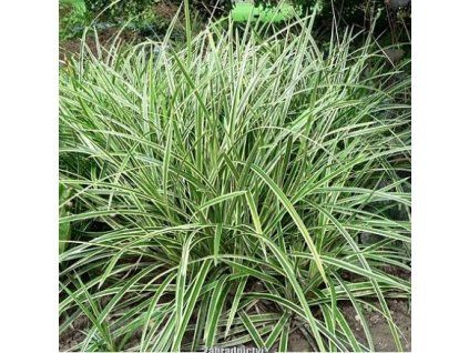 carex ice d.1m1