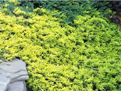 Juniperus%20horizontalis%20Golden%20Carpet%2001