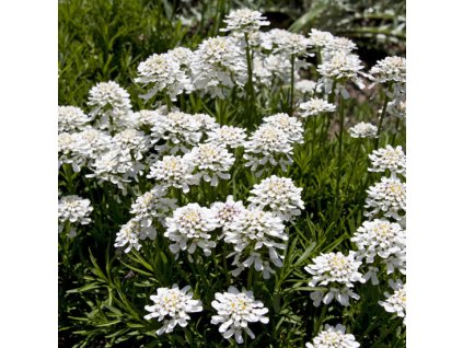 Iberis sempervirens Appen Etz