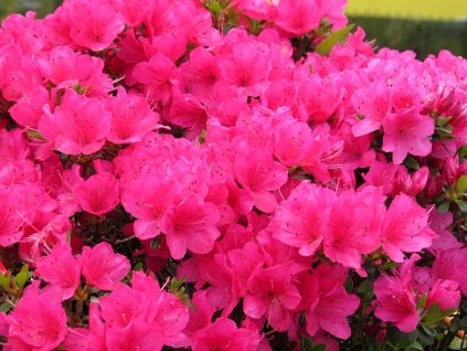 Azalea%20Anne%20Frank%2001