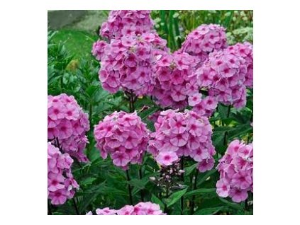 phlox eva cullum