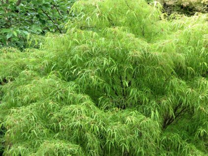 Acer%20palmatum%20Koto%20no%20ito%2001