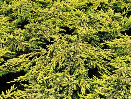 Juniperus%20communis%20Goldschatz%2001