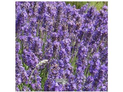 lavandula Lullaby b.1m1