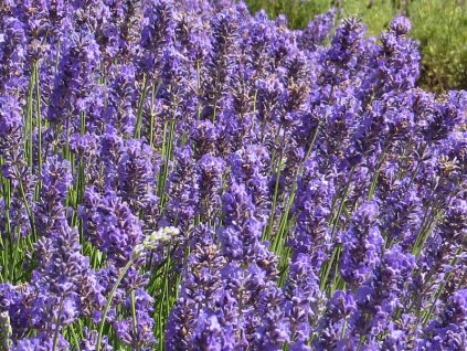 Lavandula%20angustifolia%20Lullaby%20Blue%2004