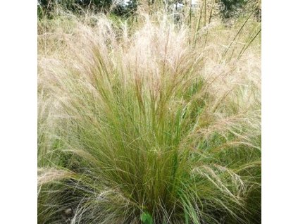 stipa pony tails1m1