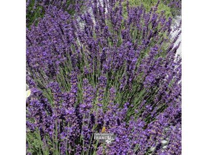 lavandula imper.g1m1