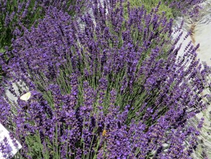 Lavandula%20angustifolia%20Imperial%20Gem%2001
