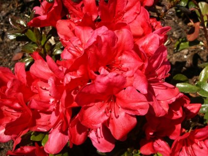 Azalea%20Marushka%2001
