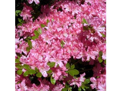 Azalea%20Diamant%20Rosa