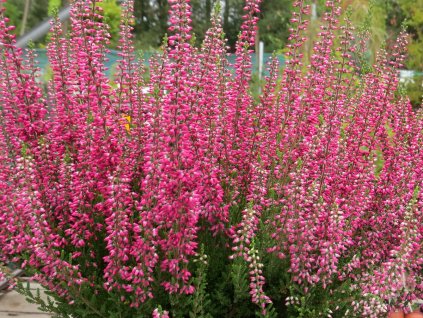 Calluna%20Selly%2001