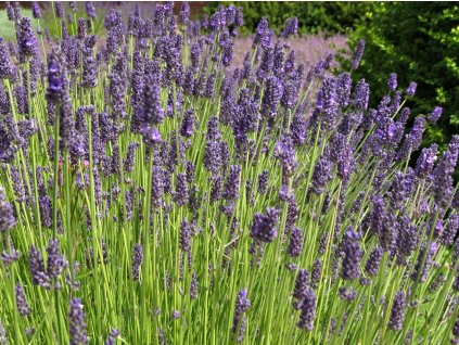 Lavandula%20intermedia%20Hidcote%20Giant%2001