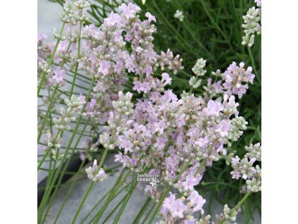 levandula little l.1.m1