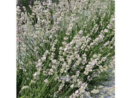 lavandula melissa1m1