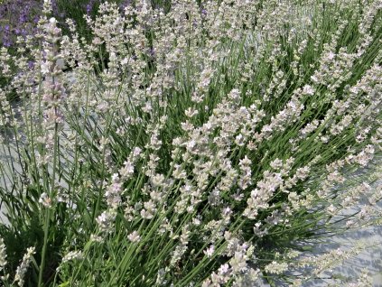 Lavandula%20angustifolia%20Melissa%2003