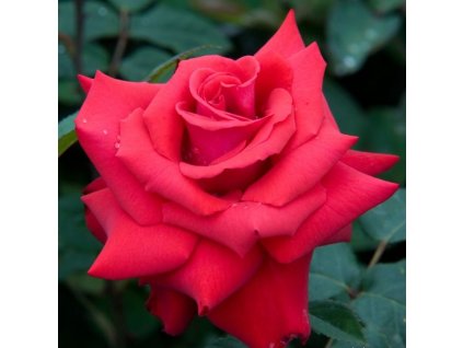 grande amore 1 800x800