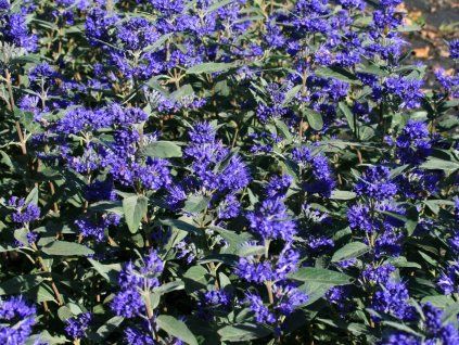 grand%20bleu%201