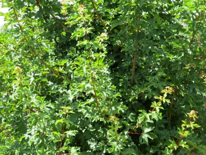 Acer%20campestre%20021